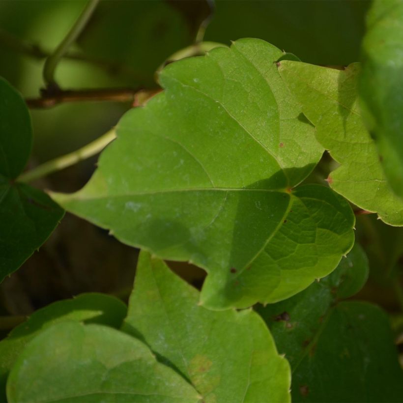 Vigne vierge - Parthenocissus tricuspidata Fenway Park (Feuillage)