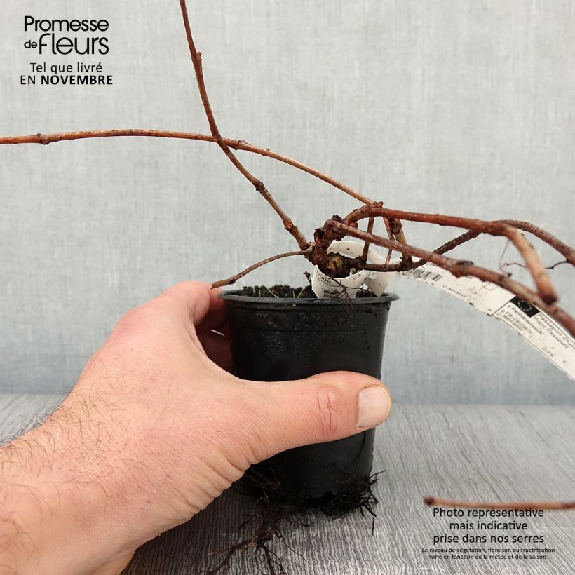Spécimen de Vigne vierge - Parthenocissus tricuspidata Veitchii Godet de 8/9 cm tel que livré en automne