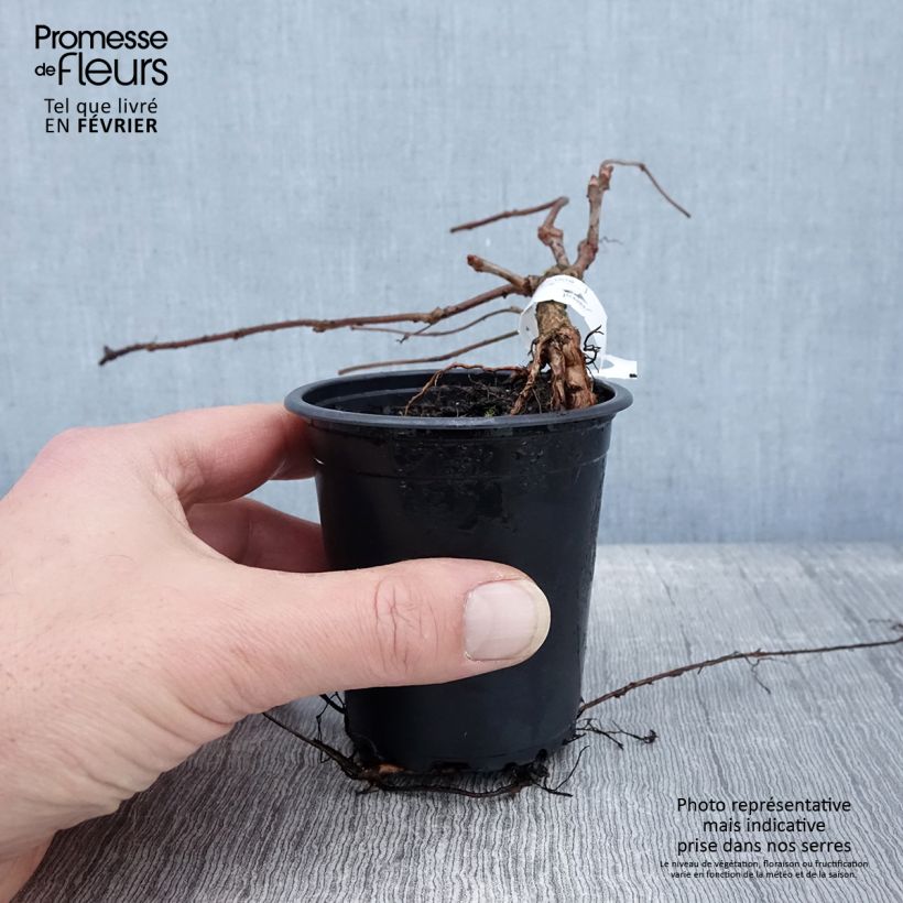 Spécimen de Vigne vierge - Parthenocissus tricuspidata Veitchii en godet de 9cm tel que livré en hiver