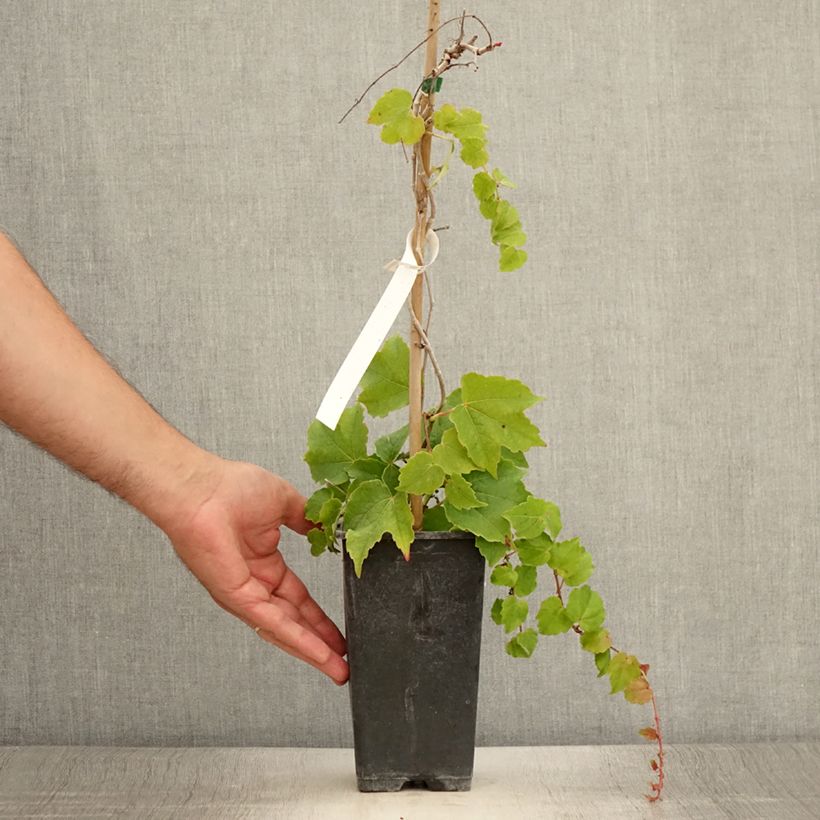Spécimen de Vigne vierge - Parthenocissus tricuspidata Veitchii Robusta Pot de 1,5L/2L tel que livré en été