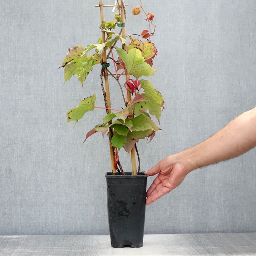 Spécimen de Vigne vierge - Parthenocissus tricuspidata Veitchii Robusta Pot de 2L/3L tel que livré en été