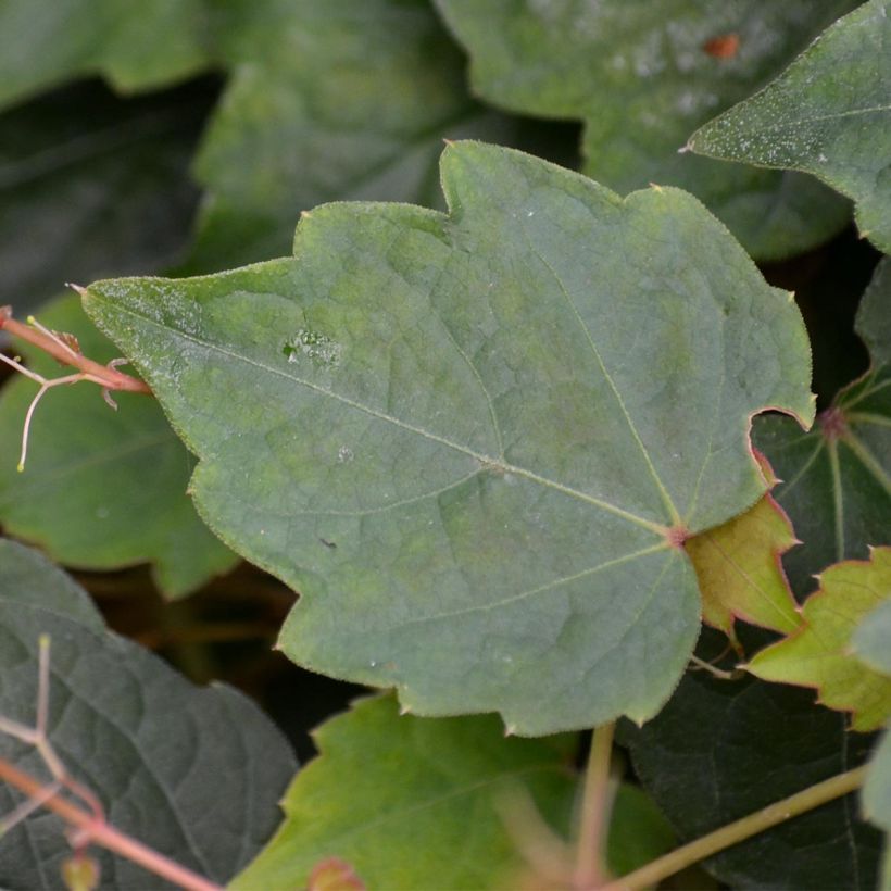 Vigne vierge - Parthenocissus tricuspidata Veitchii (Feuillage)