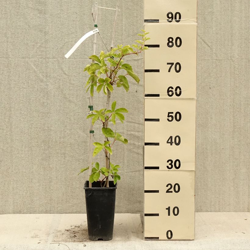 Spécimen de Vigne vierge - Parthenocissus quinquefolia Yellow Wall Pot de 3L/4L tel que livré en été