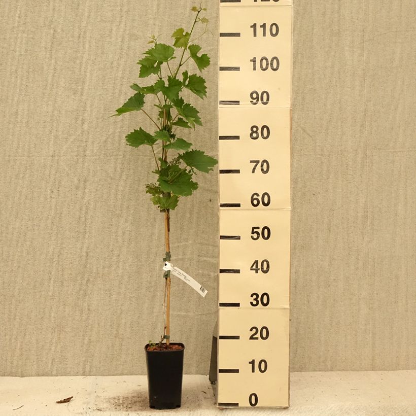 Spécimen de Vigne - Vitis Phoenix Pot de 2L/3L tel que livré en été