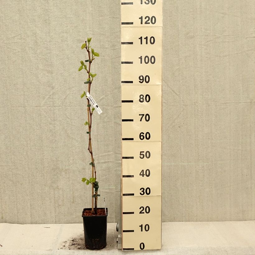 Spécimen de Vigne - Vitis Phoenix - Pot de 2L/3L tel que livré au printemps
