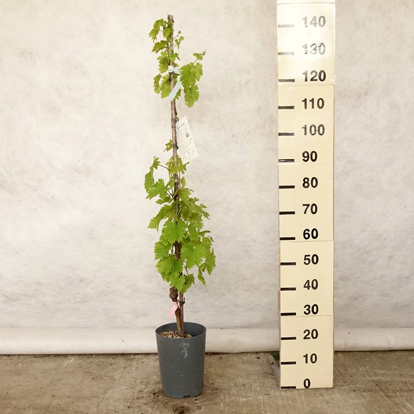 Spécimen de Vigne - Vitis vinifera Argentina Pot de 4L/5L tel que livré en été