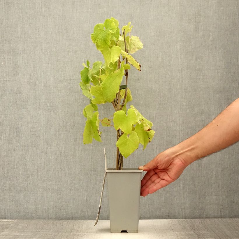 Spécimen de Vigne - Vitis vinifera Himrod Pot de 1,5L/2L tel que livré en été