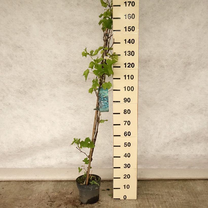 Spécimen de Vigne - Vitis vinifera Muscat Bleu Pot de 4L/5L tel que livré en été