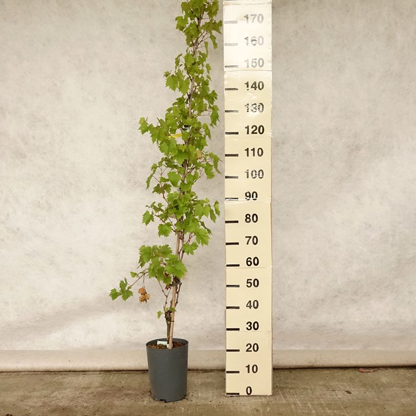 Spécimen de Vigne - Vitis Palatina Pot de 4L/5L tel que livré en été