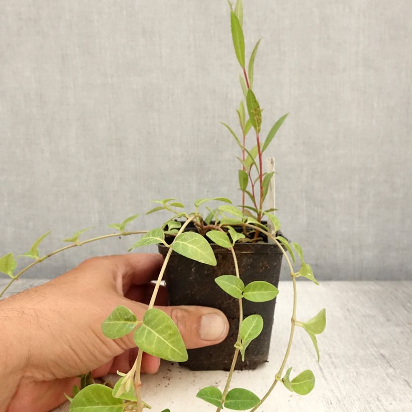 Spécimen de Vinca minor Alba - Petite pervenche Godet de 8/9 cm tel que livré en été