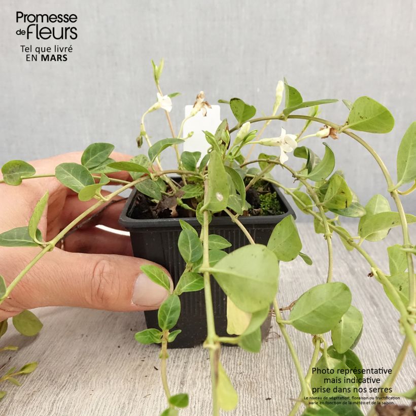 Spécimen de Vinca minor Alba - Petite pervenche - en godet 9 cm tel que livré au printemps