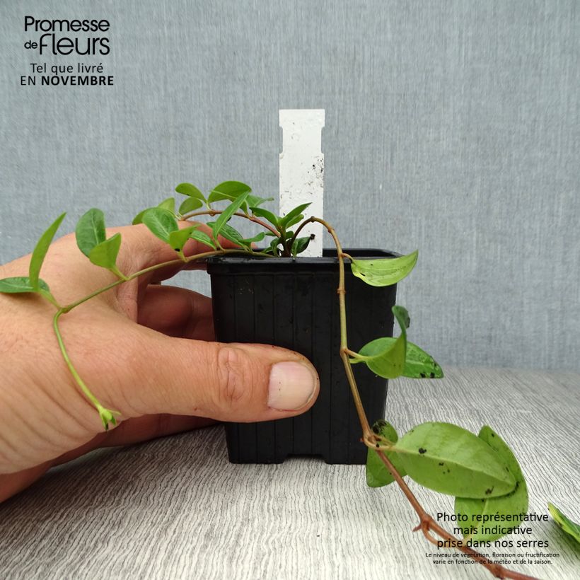 Spécimen de Vinca minor Atropurpurea - Pervenche à petite fleurs   Godet de 8/9 cm tel que livré en automne