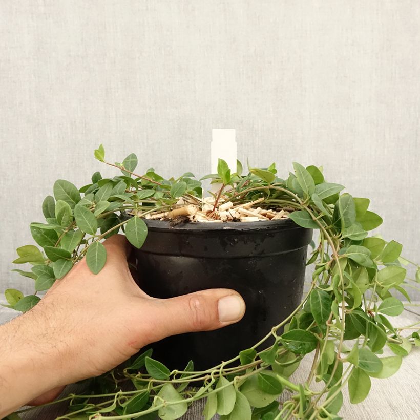 Spécimen de Vinca minor Atropurpurea - Pervenche à petite fleurs   Pot de 2L/3L tel que livré en automne