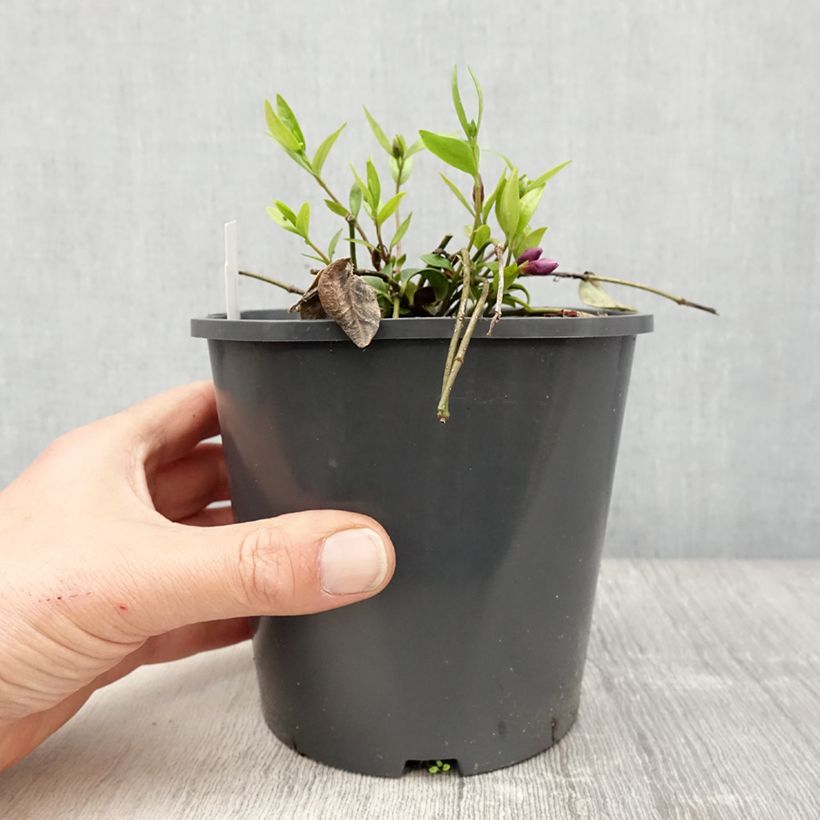Spécimen de Vinca minor Atropurpurea - Pervenche à petite fleurs  Pot de 2L/3L tel que livré au printemps