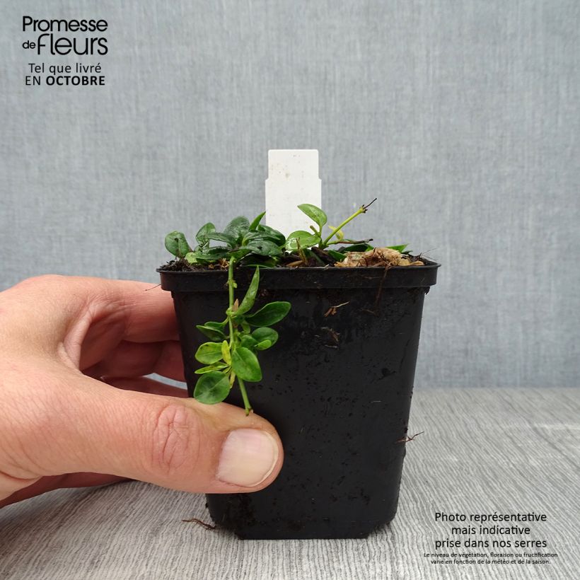 Spécimen de Vinca minor Elisa - Pervenche à petites fleurs Godet de 8/9 cm tel que livré en automne