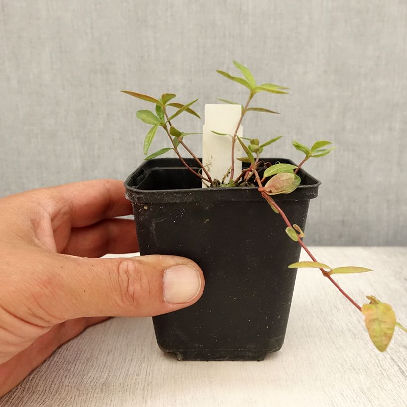 Spécimen de Vinca minor Flower Power - Petite pervenche Godet de 8/9 cm tel que livré en été