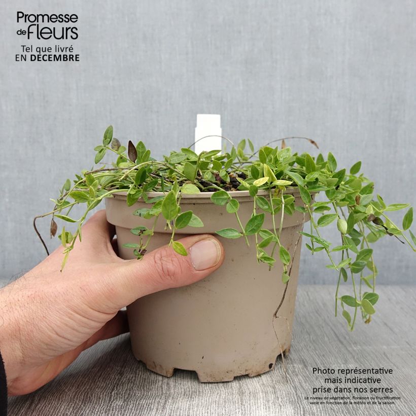 Spécimen de Vinca minor Gertrude Jekyll - Pervenche à petite fleurs  Pot de 2L/3L tel que livré en automne
