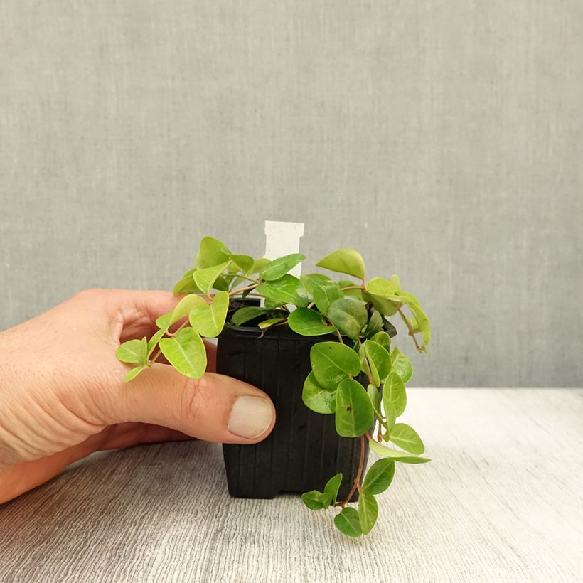 Spécimen de Vinca minor Grüner Teppich - Petite pervenche Green Carpet Godet de 8/9 cm tel que livré en automne
