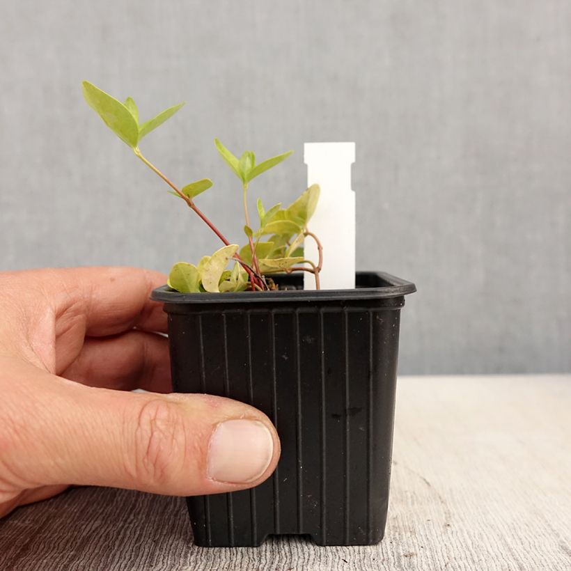 Spécimen de Vinca minor Grüner Teppich - Petite pervenche Green Carpet - Godet de 8/9 cm tel que livré au printemps