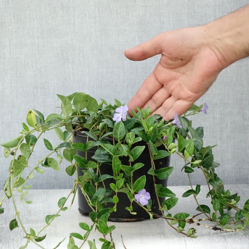 Spécimen de Vinca minor- Petite pervenche Pot de 2L/3L tel que livré en été