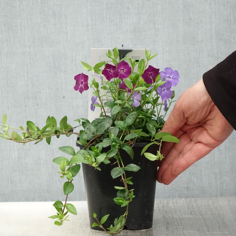 Spécimen de Vinca minor Sebastian s Beste - Trio de petites pervenches - Pot de 2L/3L tel que livré au printemps
