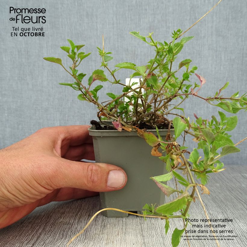 Spécimen de Viola cornuta Martin - Pensée à Cornes Godet de 8/9 cm tel que livré en automne