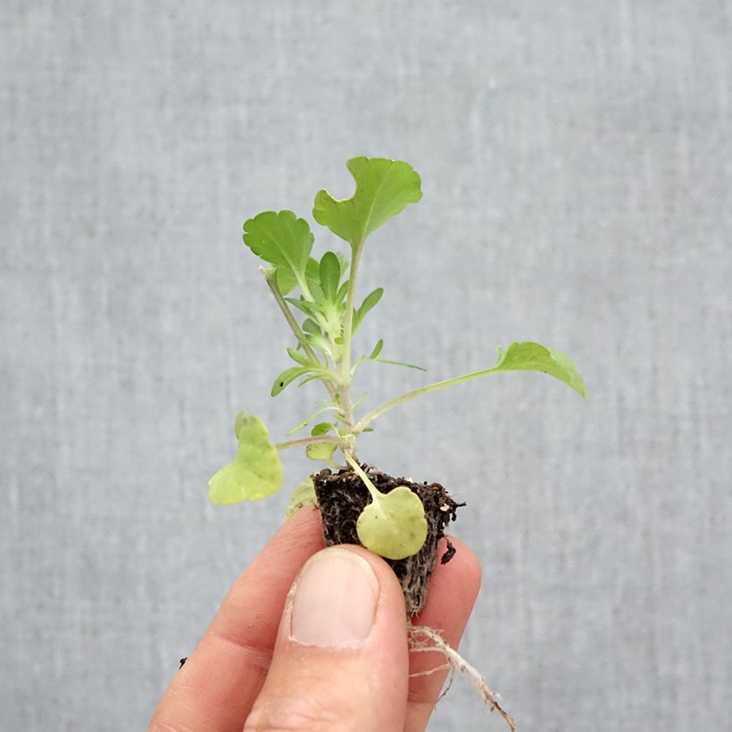 Spécimen de Viola cornuta Prim Up Citrus mélange Mini-motte - Mottes de 2,2 x 2,0 cm en plaque de culture par 35 tel que livré en automne