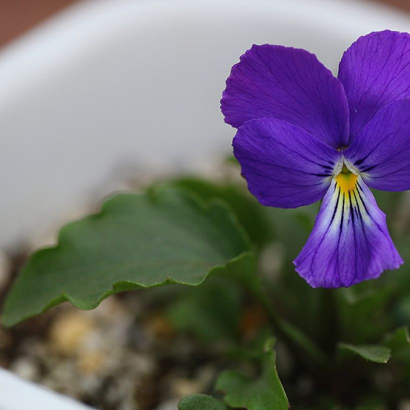 Violette corse, Pensée de Corse - Viola corsica (Feuillage)