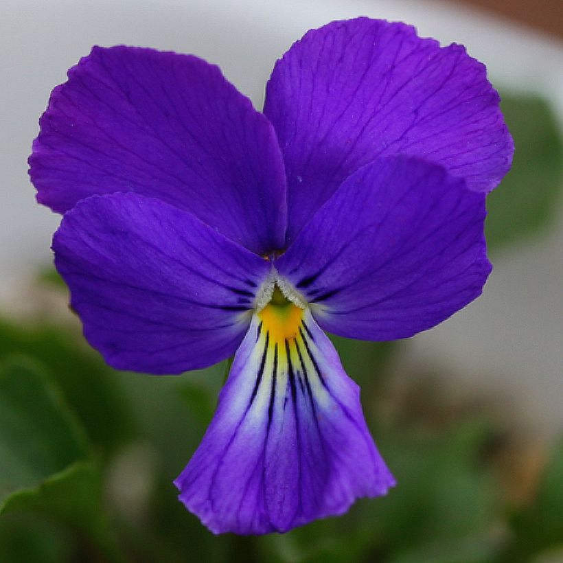 Violette corse, Pensée de Corse - Viola corsica (Floraison)