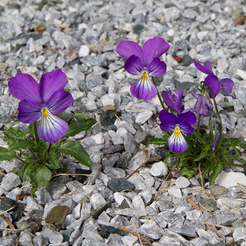 Violette corse, Pensée de Corse - Viola corsica (Port)