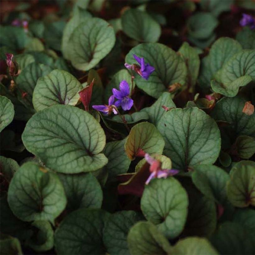 Viola walteri Silver Gem - Violette des Appalaches (Feuillage)