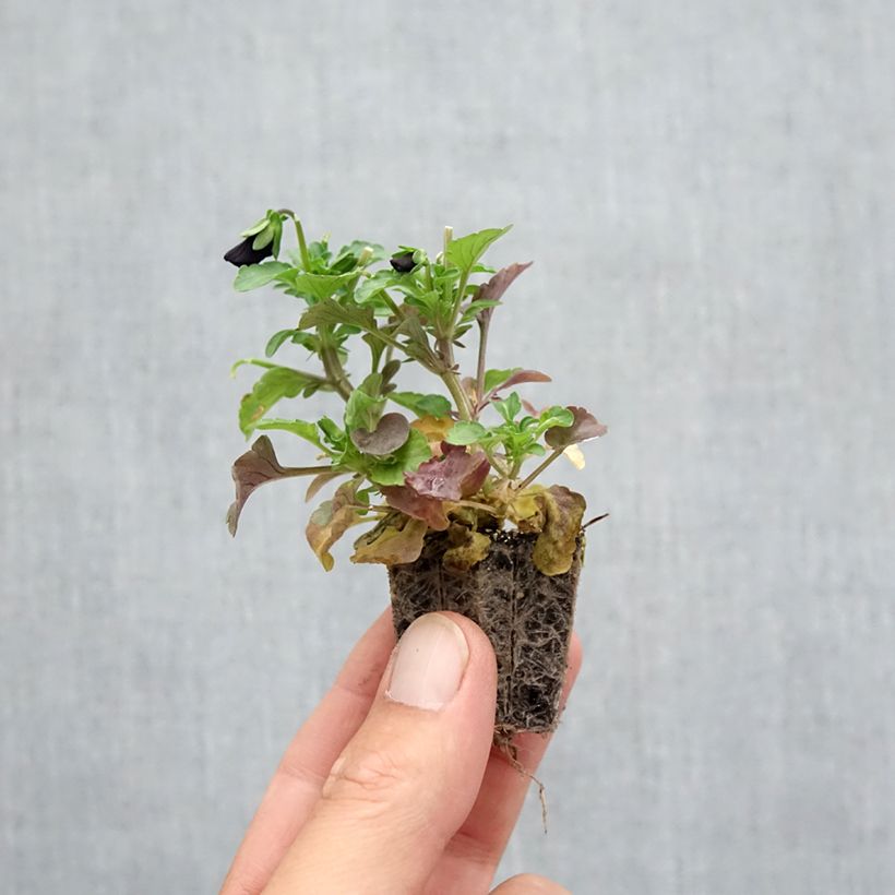 Spécimen de Violette cornue Sorbet Black Delight Mini-motte Jardimotte : motte 3,8 cm x 3,2 cm en plaque de culture par 16, Plant vert de 5 cm de haut environ tel que livré en automne