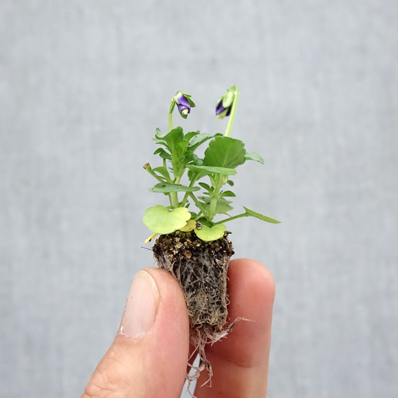 Spécimen de Violette cornue Kitty Surprise Mini-motte - Mottes de 2,2 x 2,0 cm en plaque de culture par 35 tel que livré en automne