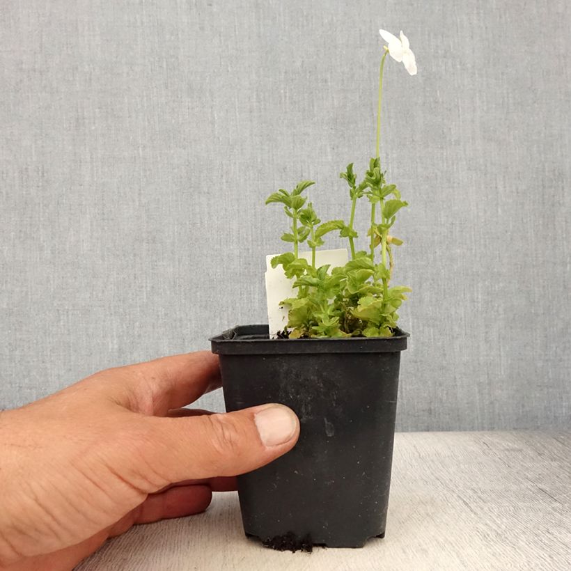 Spécimen de Violette cornue Wisley White - Viola cornuta Godet de 8/9 cm tel que livré en été