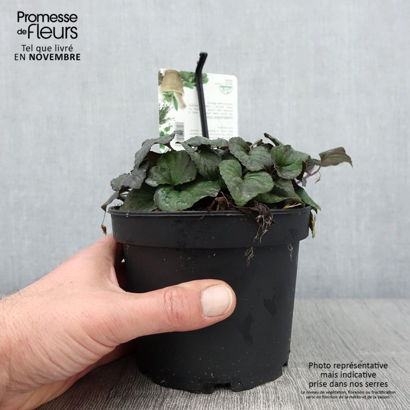 Spécimen de Violette du Labrador - Viola labradorica Pot de 1,5L/2L tel que livré en automne