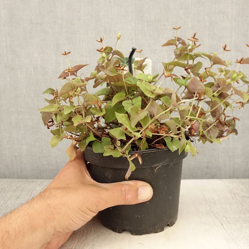 Spécimen de Violette du Labrador - Viola labradorica Pot de 1,5L/2L tel que livré en été