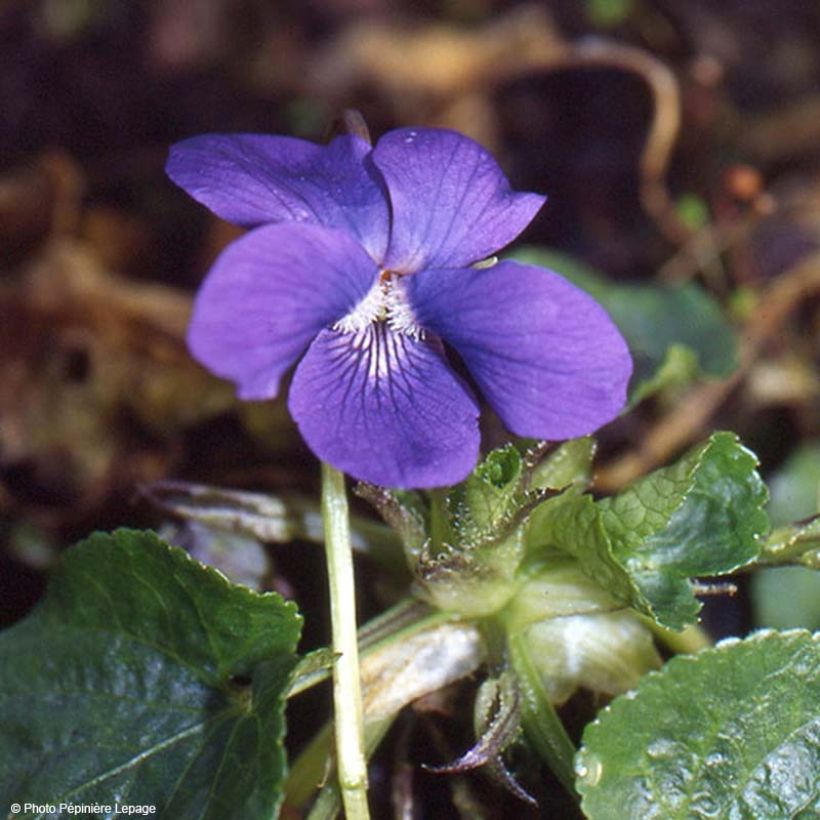 Violette odorante Mrs Pinehurst - Viola odorata (Floraison)