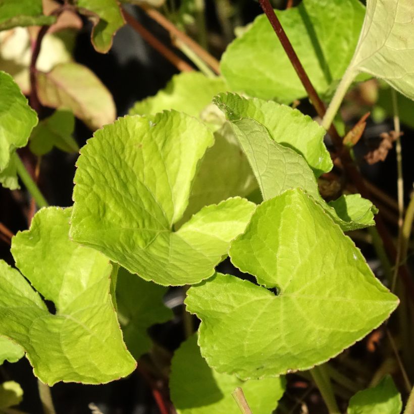 Violette odorante Mrs Pinehurst - Viola odorata (Feuillage)