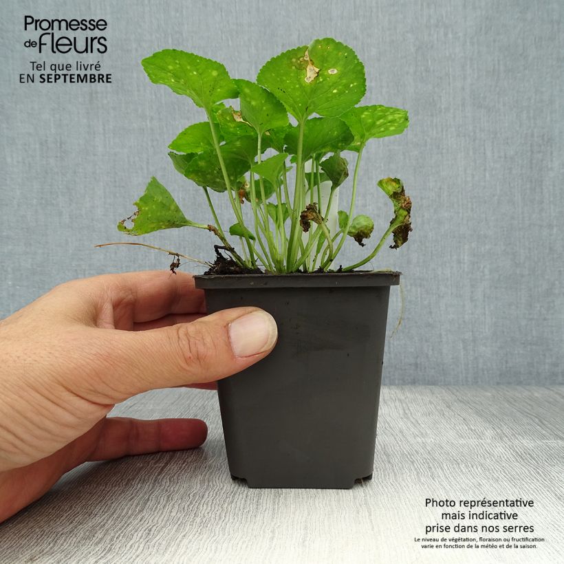Spécimen de Violette odorante Vanilla - Viola odorata Godet de 8/9 cm tel que livré en automne
