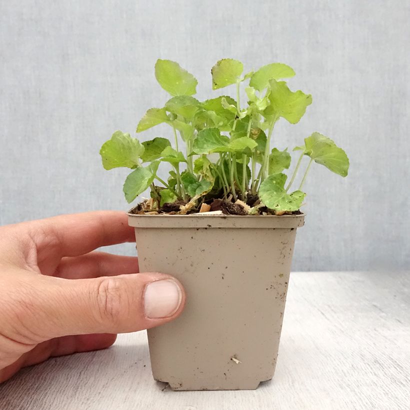 Spécimen de Violette odorante - Viola odorata Godet de 8/9 cm tel que livré en été