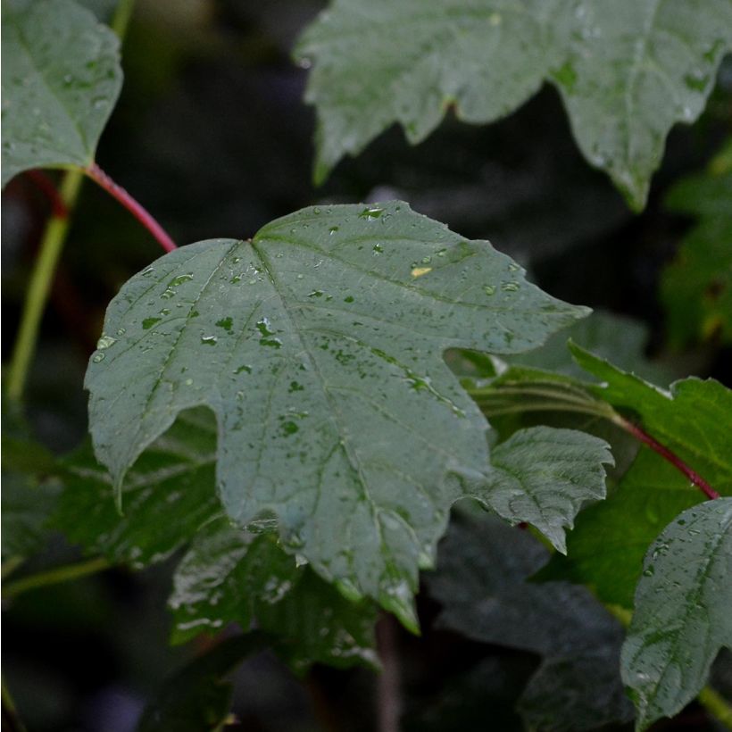 Viorne obier - Viburnum opulus (Feuillage)