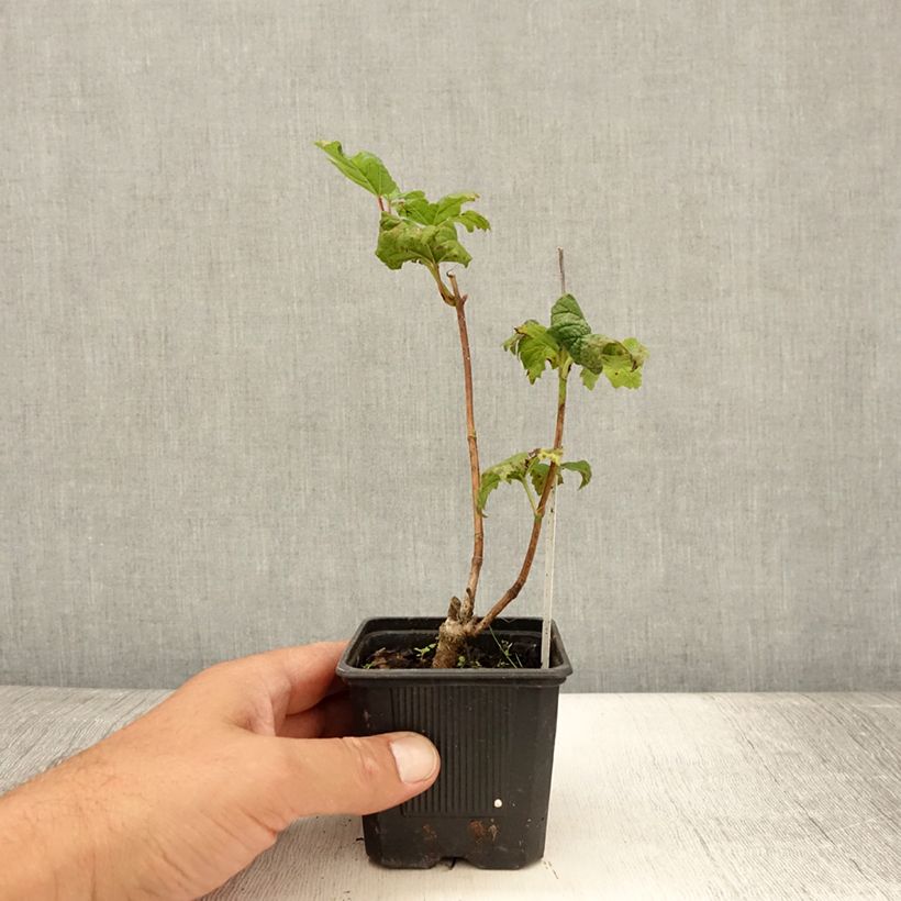Spécimen de Viorne Boule de Neige - Viburnum opulus Roseum Godet de 8/9 cm tel que livré en été