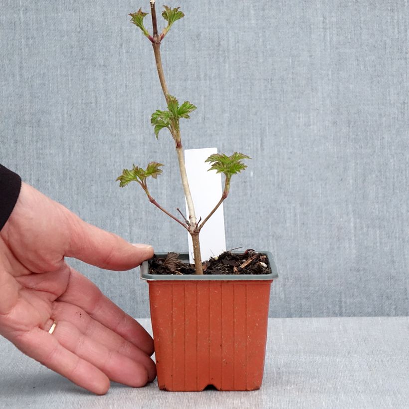 Spécimen de Viorne Boule de Neige - Viburnum opulus Roseum en godet de 9cm tel que livré au printemps
