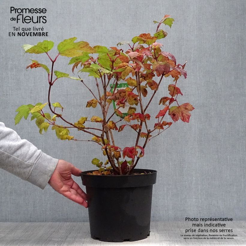 Spécimen de Viorne Boule de Neige - Viburnum opulus Roseum Pot de 7,5L/10L tel que livré en automne