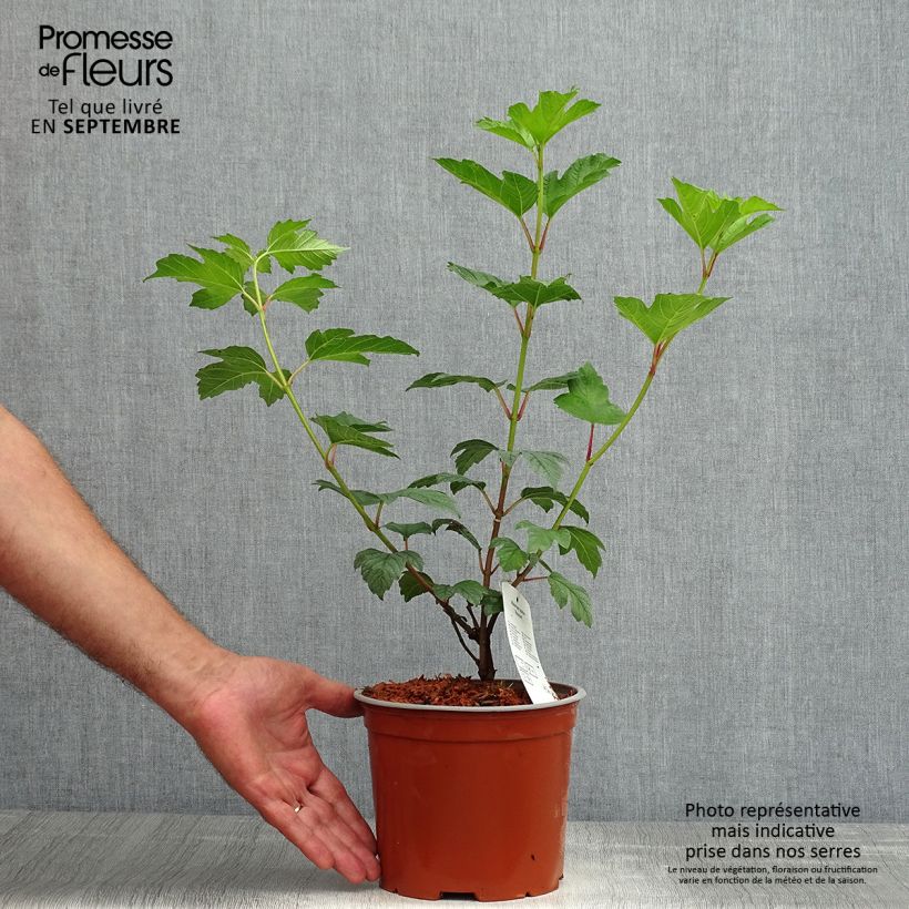 Spécimen de Viorne Boule de Neige - Viburnum opulus Roseum Pot de 2L/3L tel que livré en été