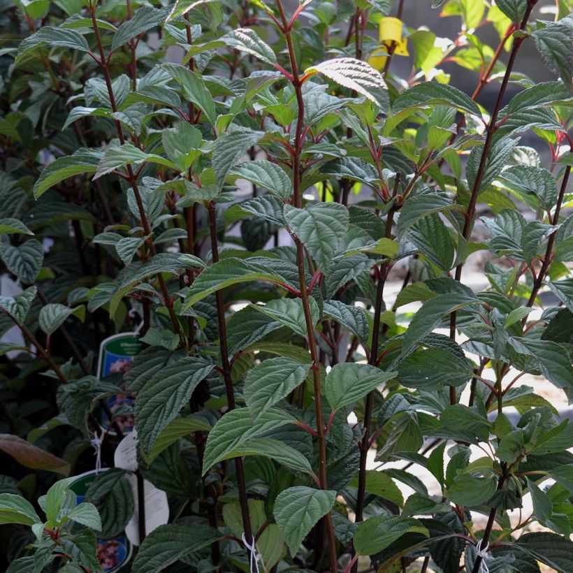 Viorne d'hiver - Viburnum bodnantense Dawn (Feuillage)