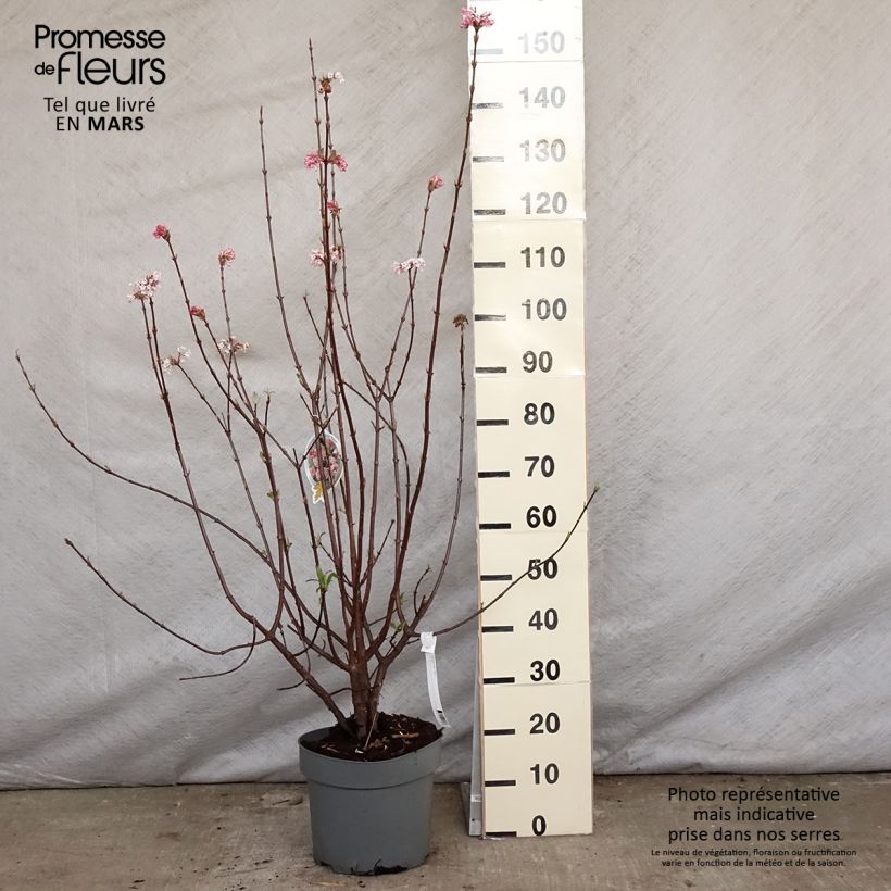 Spécimen de Viorne d'hiver - Viburnum bodnantense Dawn en pot de 7.5L/10L tel que livré au printemps