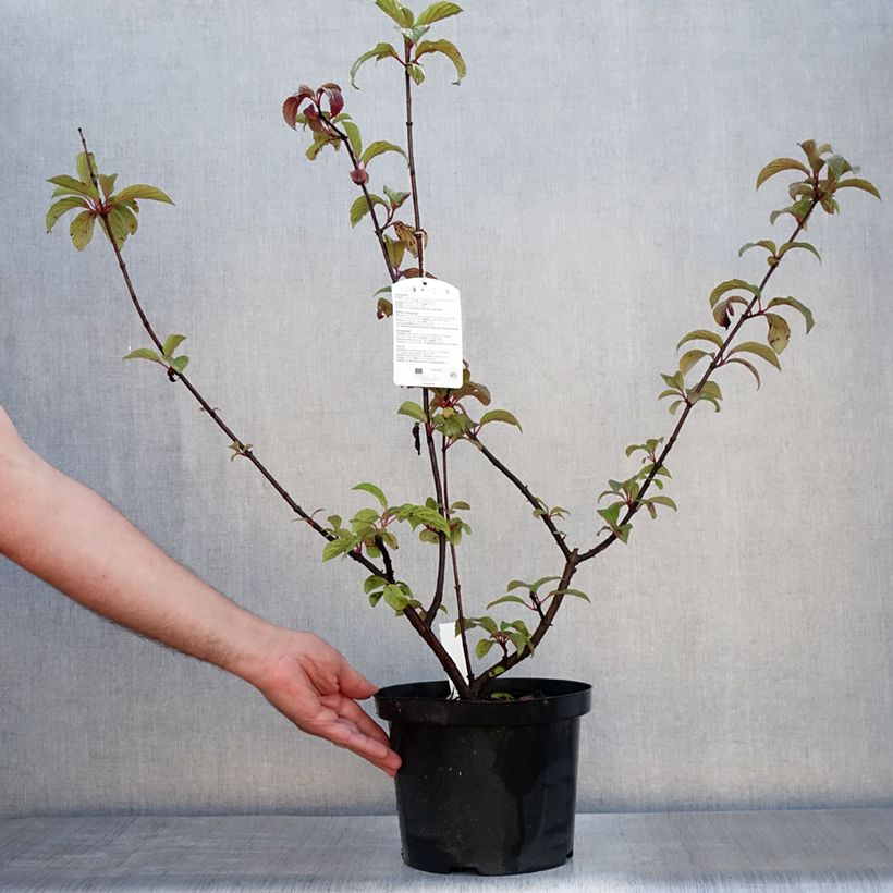 Spécimen de Viorne d'hiver - Viburnum bodnantense Dawn Pot de 6L/7L tel que livré en été