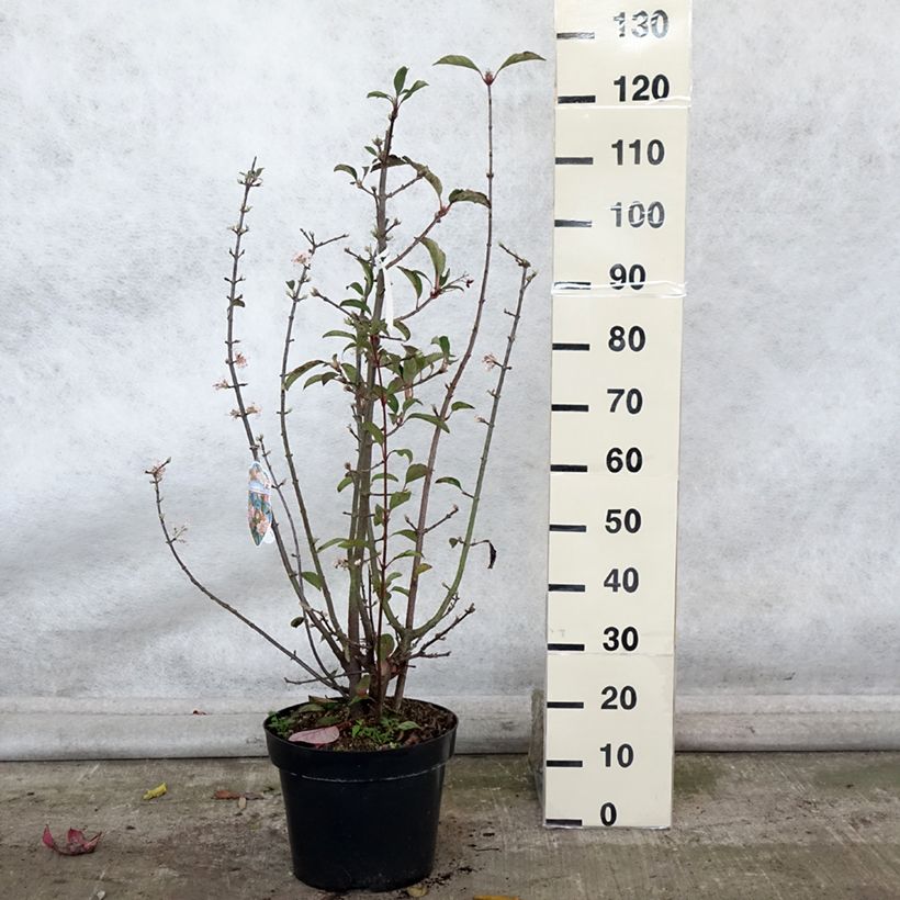 Spécimen de Viorne d'hiver - Viburnum bodnantense Dawn Pot de 7,5L/10L tel que livré en automne