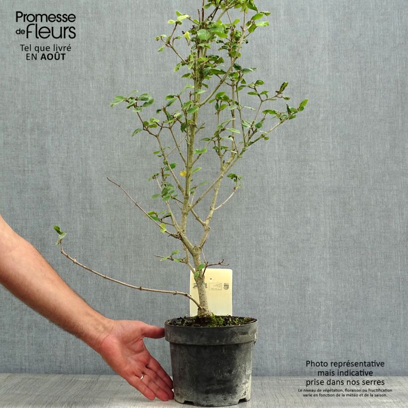 Spécimen de Viorne de Burkwood - Viburnum burkwoodii Ann Russell Pot de 3L/4L tel que livré en été